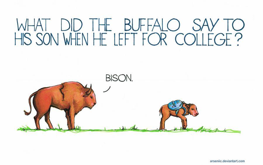 Humane Jokes 15 Animal Jokes to Bright your Day – C4