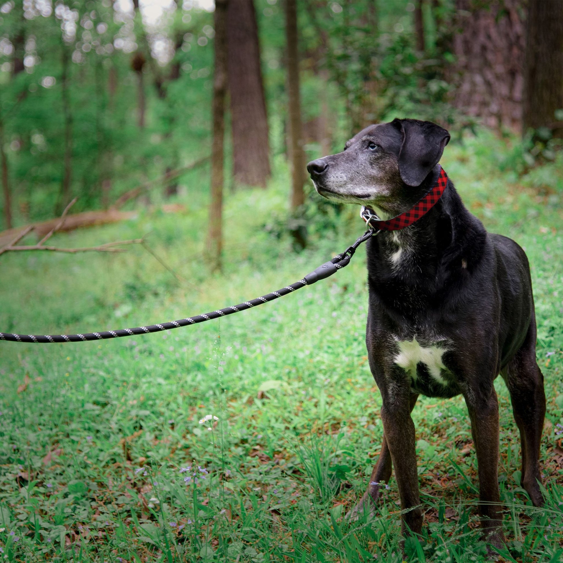 C4 Reflective Sports 6' Leash Leash C4 BELTS