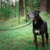 Load image into Gallery viewer, C4 Reflective Sports 6&#39; Leash Leash C4 BELTS